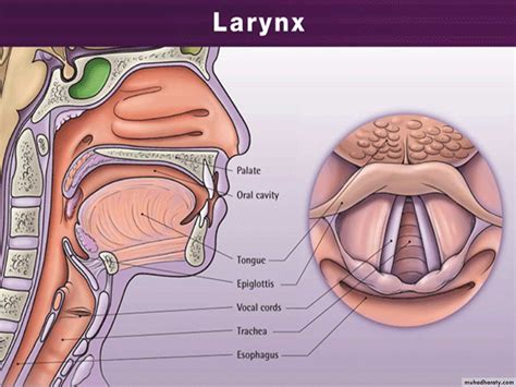 larynx  pptx basl muhadharaty