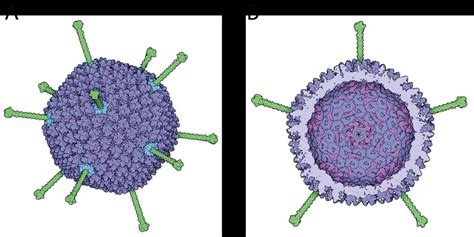 Structure Of The Adenovirus Capsid The Hexon Protein Is Highlighted In