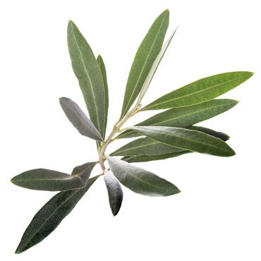 medical evidence supporting  benefits  olive leaf mirabilia