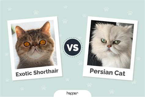 exotic shorthair cat  persian cat pictures differences
