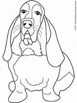 Hound Basset Coloring Pages Beagle Dog Bassett Dogs Book Drawing Coon Printable Color Colouring Adults Schnauzer Miniature Books Getcolorings Kids sketch template
