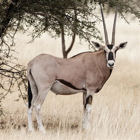 beisa oryx  ranch