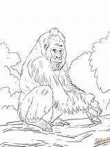 Gorilla Colorear Orangutan Gorila Lowland Disegno Monyet Llanura Supercoloring Haiwan Kertas Mewarna Banane Scimmie Albero Kanak Pianura sketch template