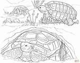 Schildpadden Eieren Leggen Turtles sketch template