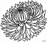 Chrysanthemum Coloring Pages Book Outline Color sketch template