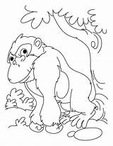 Coloring Gorilla Pages Kids Lazy Bokito Animals Library Clipart Popular sketch template