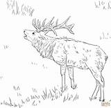 Coloring Pages Deer Elk Bull Moose Mountain Rocky Animals Realistic Printable Color Dot Tule Template Drawing Book Antler Drawings Popular sketch template