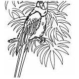 Coloring Pages Bird Hawaii Stencils Kids Online Books Beach Parrot Printable sketch template
