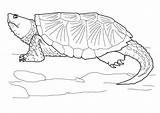 Turtle Snapping Aboriginal sketch template