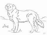 Coloring Labrador Retriever Pages Getcolorings sketch template