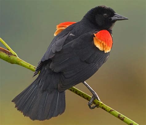 types  blackbirds   united states id guide bird watching hq
