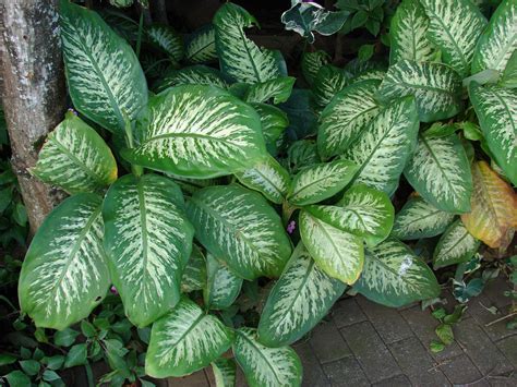 eating dumb cane  dumb     dumb  survival gardener