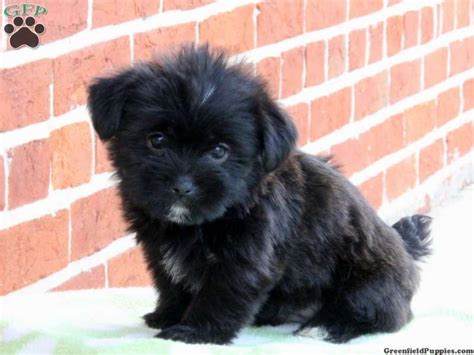 pin  greenfield puppies  shorkie shorkie puppies puppies pets