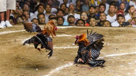 Cockfighting Thrives In Full View In Philippines Nikkei Asia