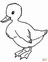 Ente Ausmalbild Duckling Anatroccolo Brutto Kinderbilder Ganzes sketch template