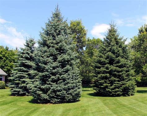 image gallery evergreen trees