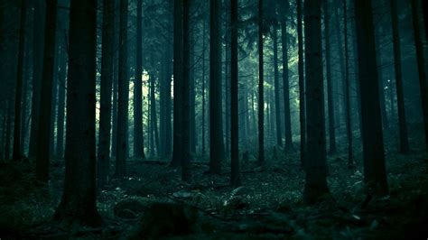 moody forest wallpapers  hd moody forest backgrounds  wallpaperbat