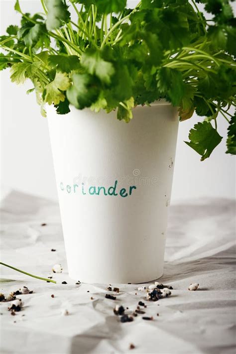 cilantro coriander herb growing   paper cup stock photo image