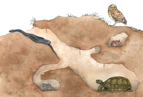 lucy conklin illustration gopher tortoise burrow