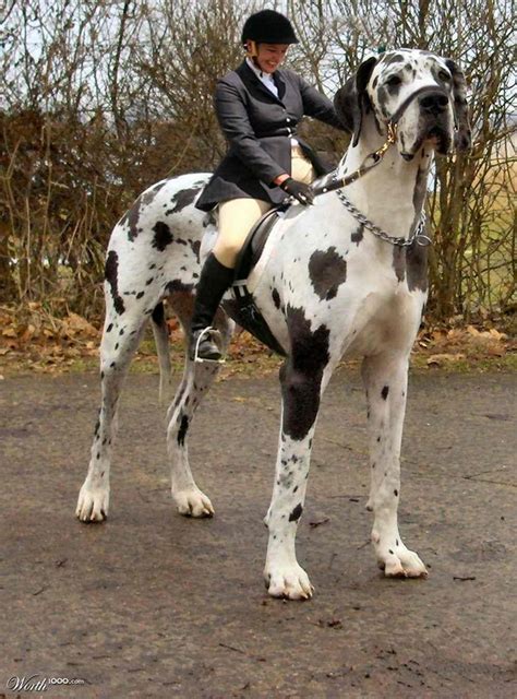 cute dogspets great danetallest dog   world pictures