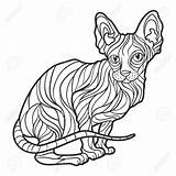 Cat Drawing Hairless Getdrawings Sphynx sketch template