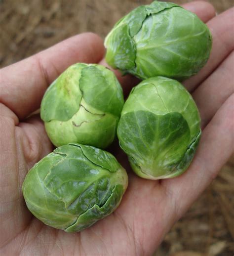 brussels sprouts  high nutrition cool weather vegetable