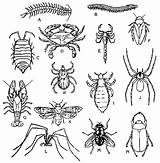 Insects Bugs Outlines Insectos Hordes Swarming Poke Visitar Bordados Dibujo sketch template
