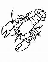 Lobster Coloring Crayfish Pages Drawing Cute Outline Sea Cartoon Crawfish Animals Animal Tattoo Clipart Printable Silhouette Kids Mantis Shrimp Sheets sketch template
