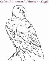 Eagle Coloring Pages Printable Feather Eagles Bald Color Logo Kids Print Drawing Philadelphia Harpy Line Template Simple Getcolorings Getdrawings Pdf sketch template