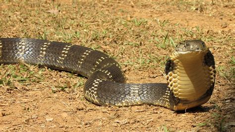 king cobra close up photos search for king cobra national