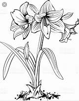 Amaryllis Blumen Malen sketch template