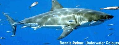 shark finder marine csi