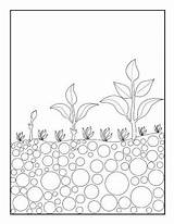 Seed Coloring Sprout Seeds Template Sprouting Pages sketch template