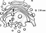 Endoplasmic Reticulum Coloring Golgi Template Cells Sketch sketch template