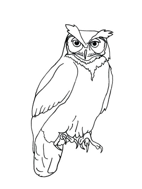 owl  drawing  getdrawings