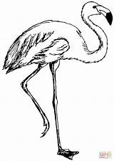 Flamingo Disegni Ausmalbild Fenicottero Fenicotteri Flamingos Ausdrucken Kostenlos Supercoloring sketch template