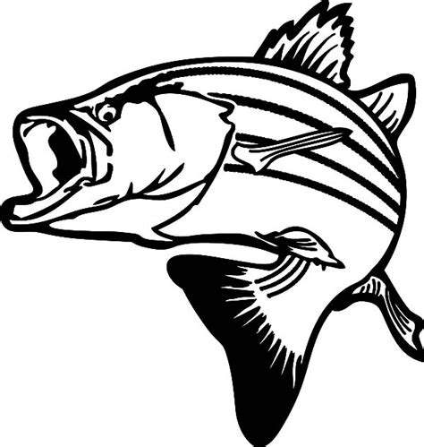 drawing stripped bass fish coloring pages  place  color fish
