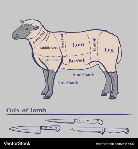 lamb cuts diagram royalty  vector image vectorstock