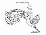Coloring Swallow Barn Nesting Swallows Pdf Bluebirds sketch template