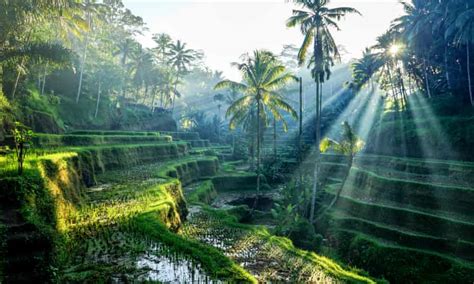 Bali Highs In The Terraced Valleys Of Ubud Bali Holidays The Guardian