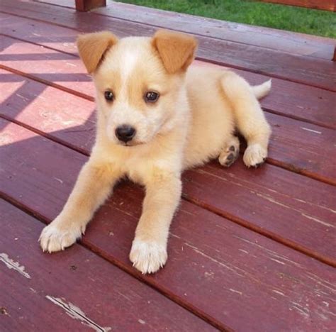 cutest husky mix puppy youve      adoption sweet