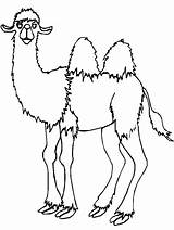 Kamelen Stemmen sketch template
