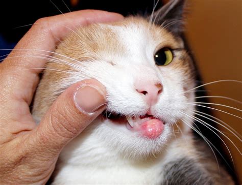 Mouth Ulcers In Cats Causes And Treatment