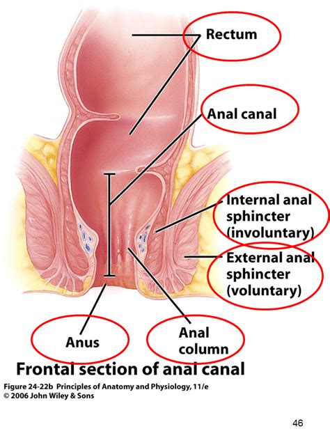 digestive system human anatomy bio 110 with hassan at