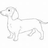 Dachshund Dog Drawing Breeds Breed Weiner Dogbreedslist Small List Long Zeichnung Cream Puppy Pembroke Welsh Corgi sketch template