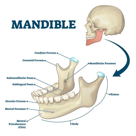 mandible  jaw anatomy function  treatment