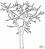 Tree Outline Dead Drawing Coloring Pages Redwood Drawings Plant Printable sketch template