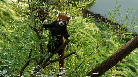 pairi daiza webspde rode panda vindt het heerlijk om uit te rusten op een dikke tak