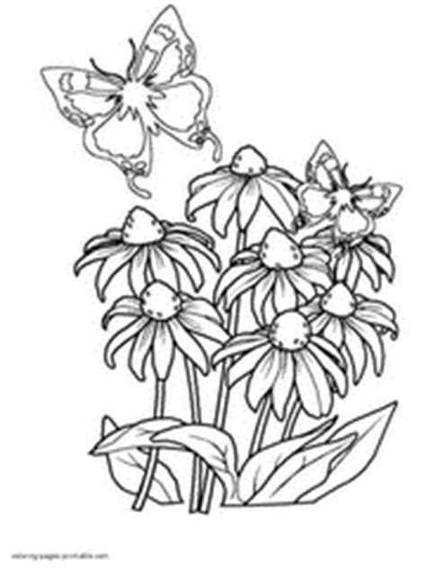 butterfly coloring pages  printable pictures  kids