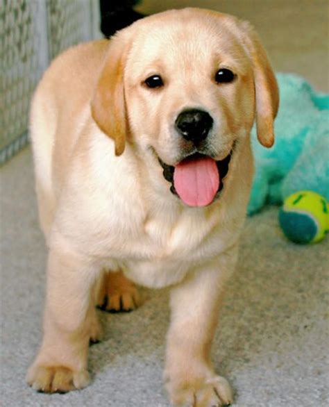 12 Reasons Why You Should Never Own Labradors